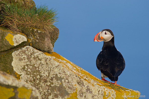 Atlantic Puffin, (Fratercula arctica), Iceland