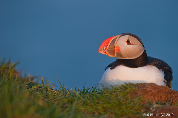 Atlantic Puffin, (Fratercula arctica), Iceland