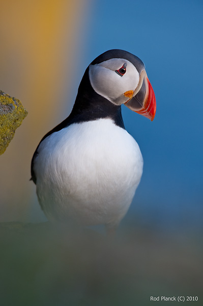 Atlantic Puffin, (Fratercula arctica), Iceland