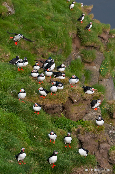 Atlantic Puffins, (Fratercula arctica), Iceland