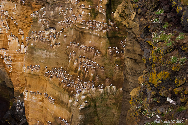 Black-legged Kittiwake Colony, Iceland