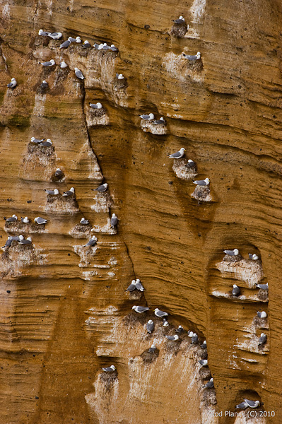 Black-legged Kittiwake Colony, Iceland