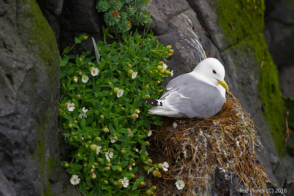 Black-legged Kittiwake, Iceland