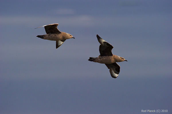 Great Skua, Iceland