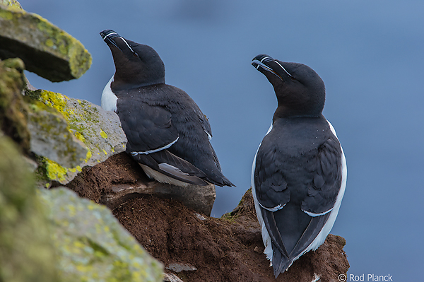 Razorbills, Latrabjarg Seabird Cliffs, Iceland