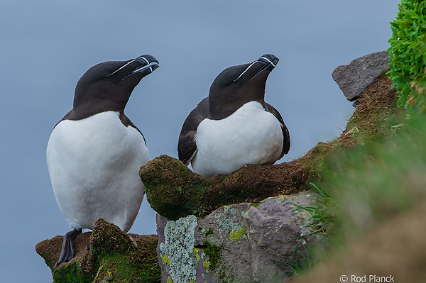 Razorbills, Latrabjarg Seabird Cliffs, Iceland