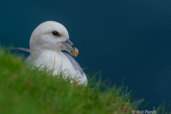 Northern Fulmar, Latrabjarg Seabird Cliff, Iceland