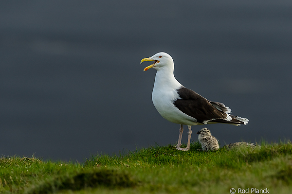 Great Black-backed Gull, with Chick, Ingolfshofdii Headlands, Iceland