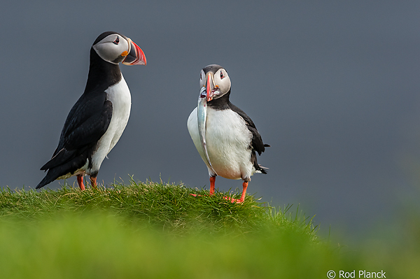 Atlantic Puffins, With Sand Ell, Ingolfshofdi Headlands, Iceland