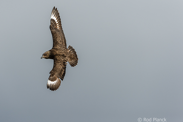 Great Skua in Flight, Ingolfshofdi Headlands, Iceland