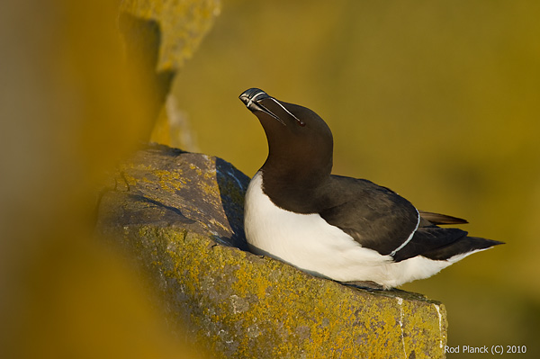 Razorbill, (Alca torda), Iceland