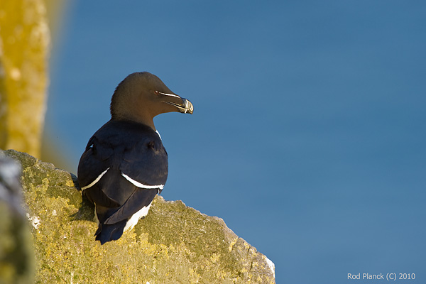 Razorbill, (Alca torda), Iceland