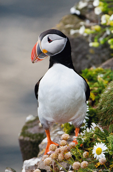 Atlantic Puffin, Anthony R. Franck