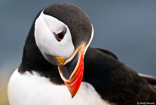 Atlanctic Puffin, Brady Hancock