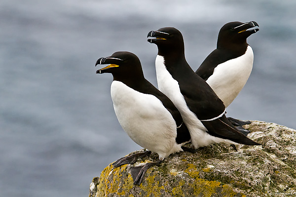 Razorbill Rock Trio, Brady Hancock