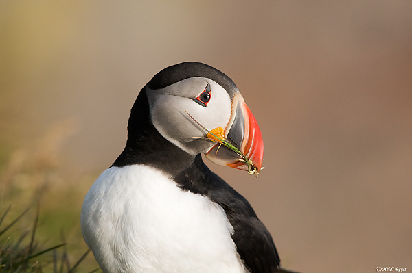 Atlantic Puffin with Grass, Heidi Reyst