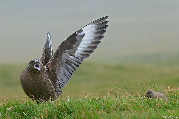 Great Skua with Chick, Kyle Troyer