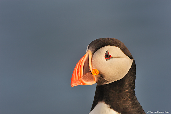 Atlantic Puffin, Steven and Suzanne Barger