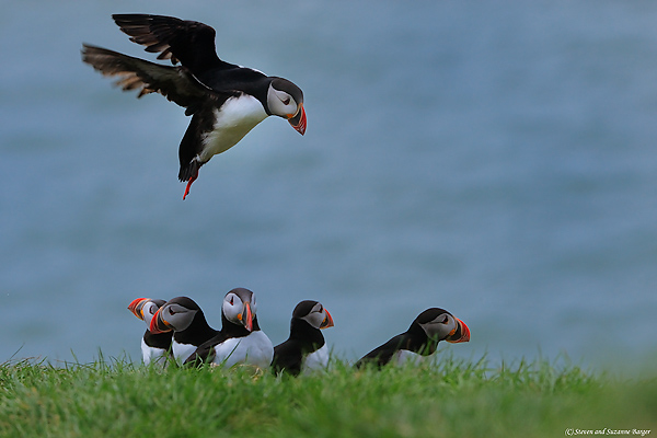 Atlantic Puffins, Steven and Suzanne Barger