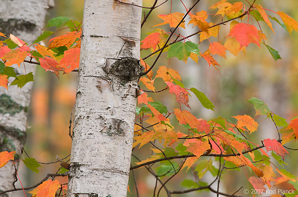 Birch Trees, Autumn, Alger County, Michigan, Forest