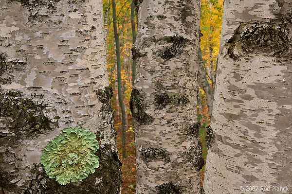 Birch Trees; Autumn; Alger County; Michigan; Forest