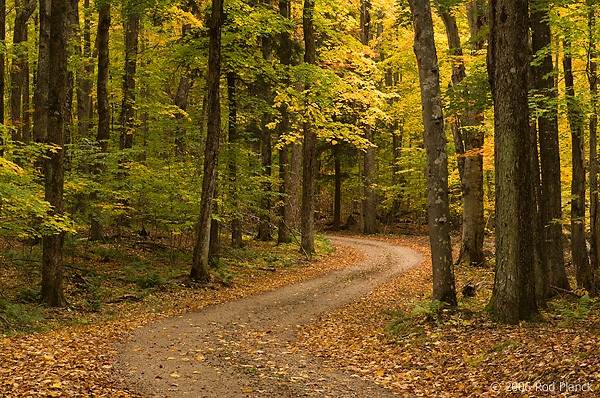 Road Through Forest, Autumn, Northern Michigan