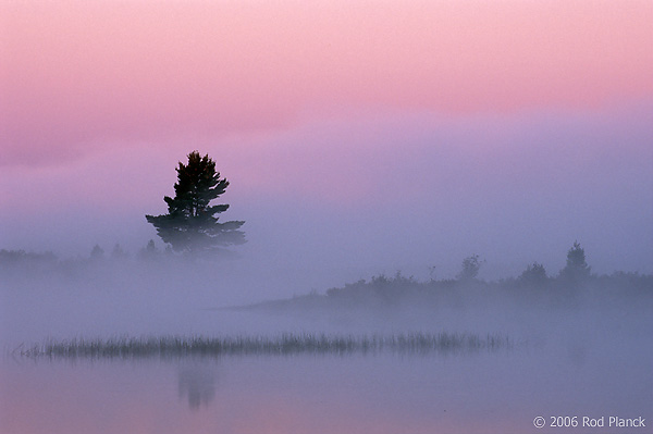 Silhouetted Trees at Dawn, Northern Michigan, Autumn