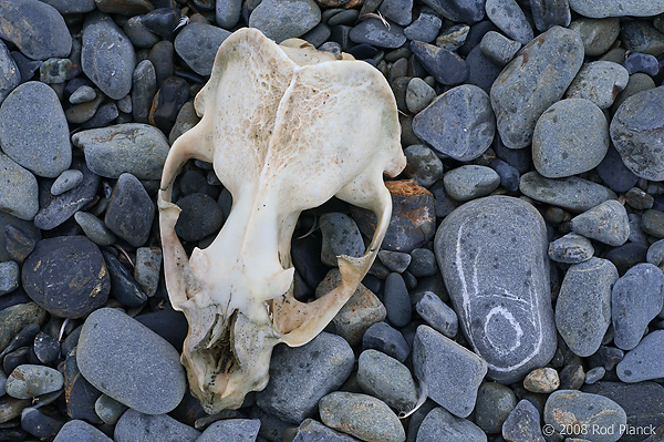 Skull, Antarctic Fur Seal, (Arctocephalas gazella), St Andrews Bay, South Georgia Island