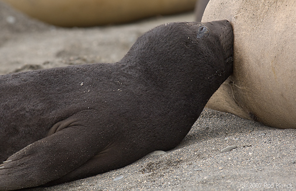 Southern Elephant Seal, Pup, Nursing, (Mirounga leonina), Salisbury Plain; South Georgia Island