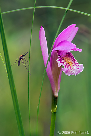Arethusa Orchid and Mosquito, Summer, Michigan