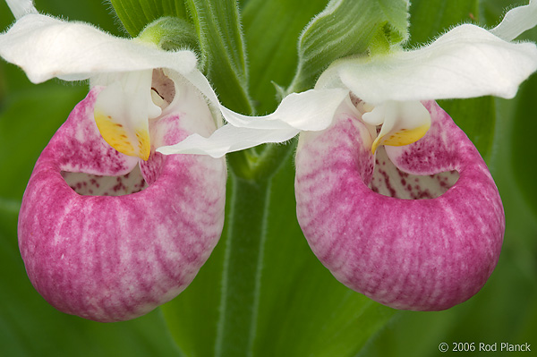 Showy Lady's-slipper Orchid (Cypripedium reginae) Summer, Upper Peninsula, Michigan, Protected Wildflower, Largest Northern Orchid