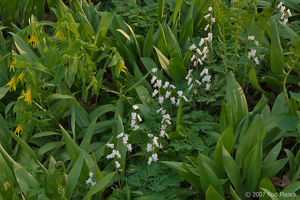Squirrel Corn (Dicentra canadensis) and Large-flowered Bellwort (Uvularia grandiflora), Spring, Pictured Rocks National Lakeshore, Michigan