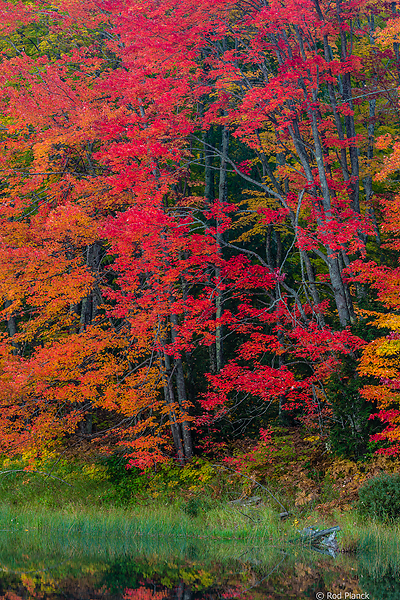 Autumn Beach and Maple Forest, Ottawa National Forest, Ultimate Autumn Forests and Lake Superior Shoreliine Tour, MI