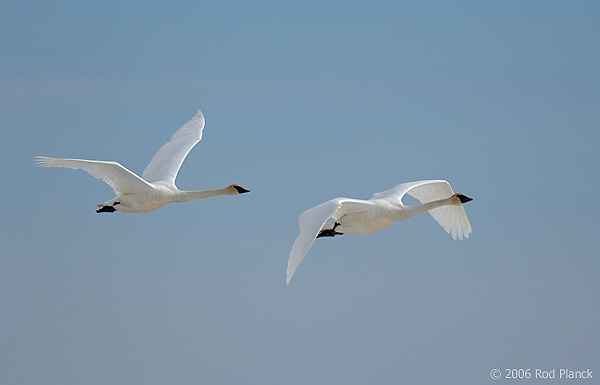 Trumpeter Swans in Flght, Adult, (Cygnus buccinator), Spring, Northern Michigan