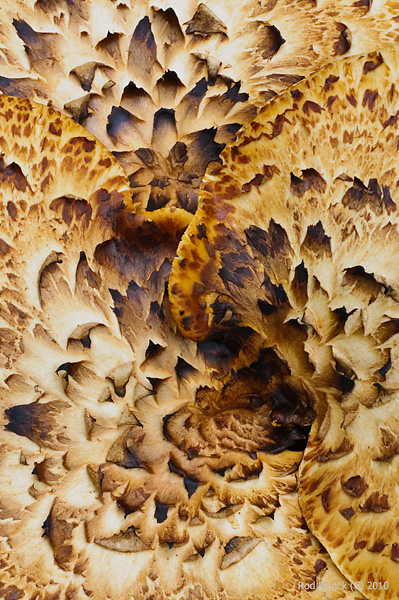 Dryad's Saddle Fungi, (Polyporus squamosus), Michigan