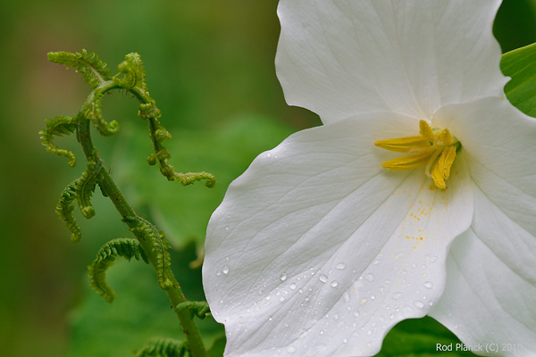 Large-flowered Trillium (Trillium grandiflorum), Late Spring, Early Summer, Michigan