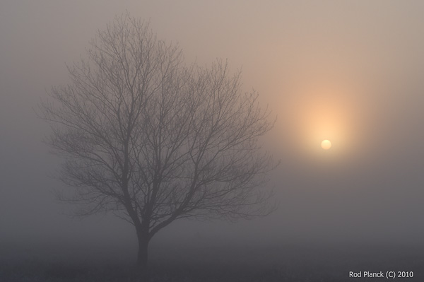 Cherry Tree Silhouette in Fog, Late Spring, Early Summer, Michigan