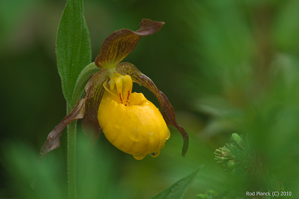 Yellow Lady's-slipper Orchid, (Cypripedium calceolus), Summer, Michigan