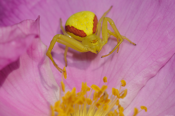 Goldenrod Crab Spider on Wild Rose, Upper Peninsula, Michigan