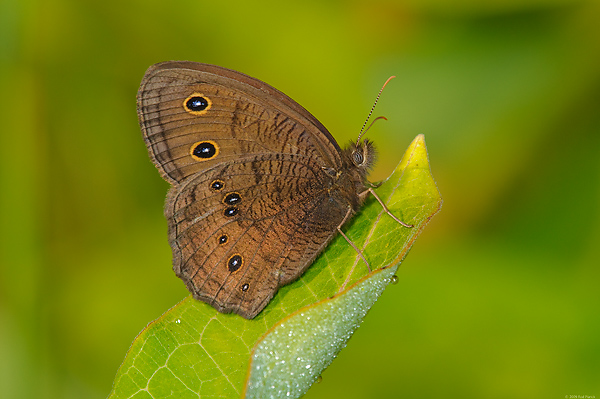 Wood Nymph Butterfly, (Cercyonis pegala), Upper Peninsula, Michigan