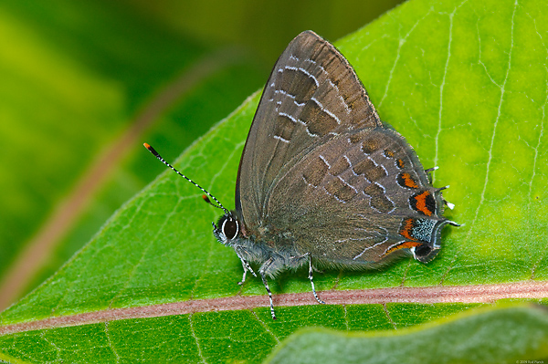 Striped Hairstreak Butterfly, (Satyrium liparops strigosum), Upper Peninsula, Michigan