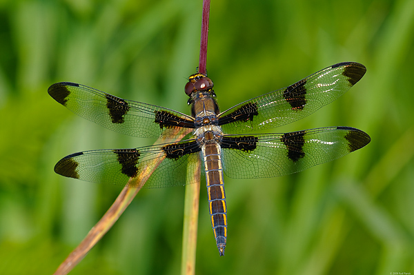 Twelve-spotted Skimmer Dragonfly; (Libellula pulchella); Female or Juvenile; Upper Peninsula; Michigan