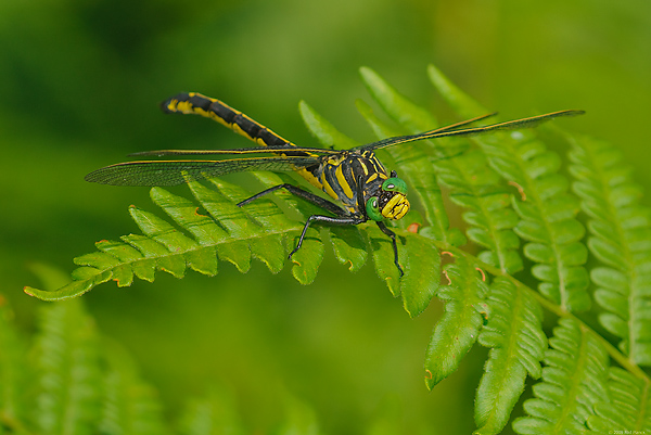 Dragonhunter Dragonfly, (Hagenius brevistylus), Upper Peninsula, Michigan