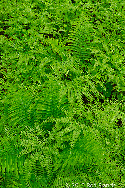 Ferns, Summer Safaris, Michigan