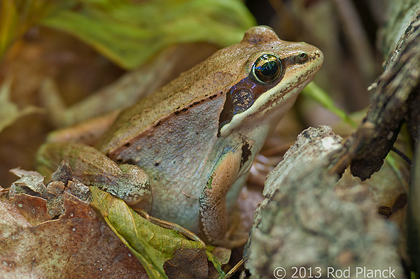 Wood Frog, Summer Safaris, Michigan