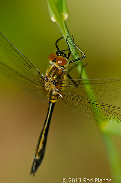 Racket-tailed Emerald Dragonfly, Summer Safaris, Michigan