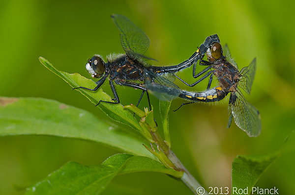 Dot-tailed Whiteface, Dragonflies, Summer Safaris, Michigan