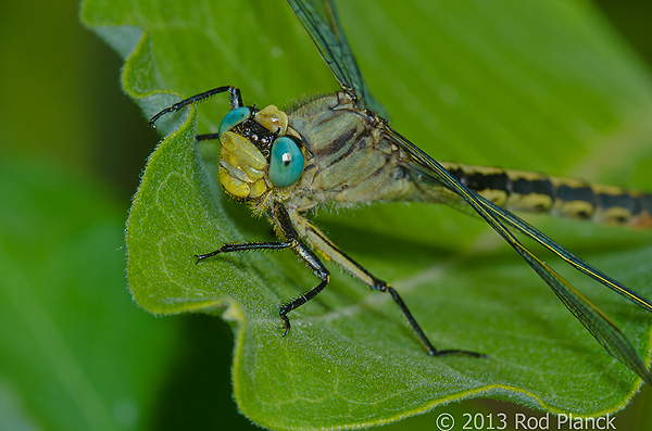 Horned Clubtail, Dragonfly, Summer Safari, Michigan