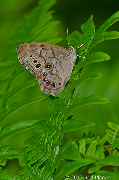 Northern Pearly Eye Butterfly, Summer Safaris, Michigan