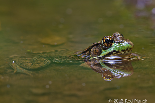 Green Frog, Summer Safaris, Michigan